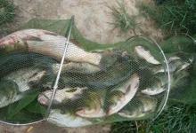 钓鲢鳙的五个技巧精华，掌握了敢和邓刚大师PK