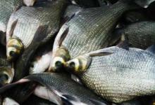 为啥降温天气别人在野河用玉米钓不到鱼，他不用玉米却鱼获满满？