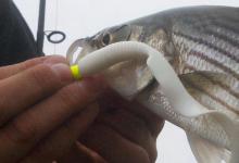 路亚钓如何使用软虫蛆Grubs
