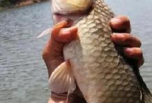 这种钓法很神奇，只钓大鲫鱼，不钓小鲫鱼，不服不行