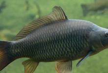 「鱼的生活规律」 鲤鱼的六大习性，中鱼需科普