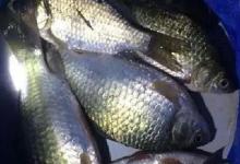 钓这五种不同的鱼种，做窝诱鱼方式大不相同，懂了、会了，高手也