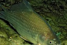 在一个水库钓鱼不开口，转战另一个水库鱼会开口吗？