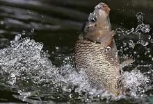 芒种后鱼难钓？多是鱼群“吃饭地”已转移，找准位置渔获更有保证