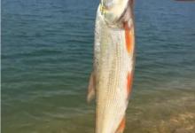 钓鱼要想爆护？细节的拿捏很重要，野河实战效果之一