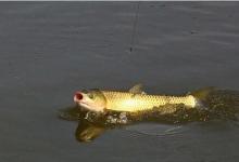 用鲢鳙饵钓草鱼，效果极佳，可草鱼鲢鳙双丰收