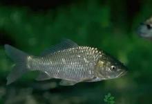 钓鲫鱼连竿秘诀：了解鲫鱼习性，养好窝再作钓，连竿不难