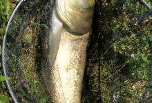 底钓上白鲢？叫人笑话！