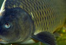 「气候钓鱼技巧」 风向和气压为什么影响中鱼率