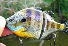 路亚钓拟饵Swimbait，顾名思义游动饵