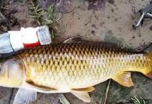 夏季鲤鱼很难钓？送你一套“钓鲤攻略”，鲤鱼追着钩子咬