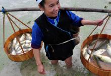 「鱼习性」 童年的乐趣，稻田里摸鱼