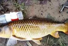 三月三，鲤鱼抢河滩，这4种“饵料配方”聚鱼快速，专攻大货