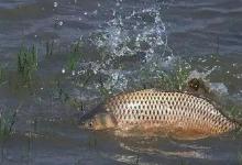 夏季野钓鱼情变！顺应时势钓法要跟着节气走，渔获自然差不了