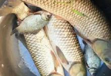 想钓上大草鱼，就用这4大“钓法”，一点也不费力，草鱼易上钩