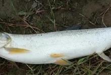 野钓翘嘴，动态钓法如何做？掌握这“7个要点”，连竿狂拉很过瘾