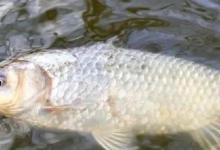 夏天鲫鱼难钓？“时机”不对，努力全白费，选对才能连竿