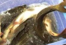 六月鱼怎么钓？弄懂这3个“关键问题”，大鱼滚滚来，连竿不是事