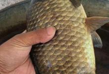 家里有个爱钓鱼的人很幸运，原来长期吃鱼带来的好处令人惊叹