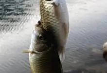 让你彻底明白，不同做窝方式，决定着上鱼的快慢和鱼获的多少