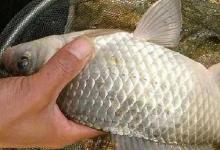 高温天，鱼难钓？只需抢占这3个“鱼群扎堆位”，随便钓都爆护