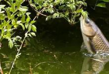 夏季野钓，鱼总往深水跑？吃透这套“黄金连招”，鱼获蹭蹭往上长