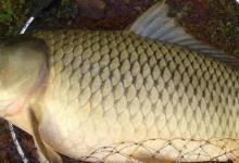 夏季野钓有规律，吃透这几条“铁律”，任何水面都可“爆护”