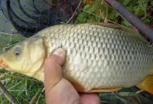 夏季野钓就要看天气 钓位，牢记“3 3”定律，渔获才更有保证