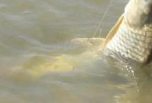 清明前野钓，掌握这套钓鲤鱼最全“攻略”，防没口专用