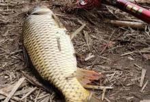 根据需要，在台钓与传统钓中做切换，是钓鱼最高应变力的提现