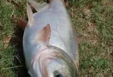 邓刚钓鲢鳙密招中的神秘数字“3”解密，有章法，便于记忆