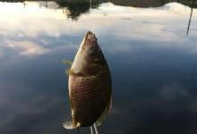 夏季深水鱼更多？找准这4个时间段，钓浅也能连竿到手软