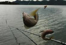 小满过后，鱼情有变，掌握这套“宝藏级连招”，轻松就爆护