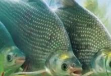 夏季鳊鱼如何钓？掌握2种“离底钓法”，上鱼又快又狠，十拿九稳