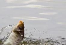 夏季总钓不到鱼？多半是天气“跑偏”，认准3种天气，下杆就中鱼