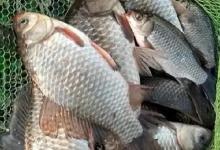 高温天气，鲫鱼无迹可寻？记住3个“狠招”，板鲫咬钩上不停