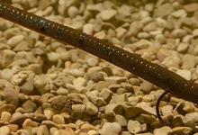 路亚摇头铅头钩，不要当真摇，Shaky Head