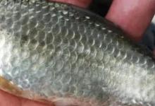 李子柒煲的鲫鱼鸡汤，用的是土鲫鱼吗？疑虑重重，老钓鱼人告诉你