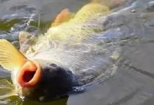 芒种至，鱼情变！学会这套“黄金竿法”，随你怎么钓都爆护