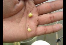 补充用玉米钓鱼，从没有钓到过大鱼其中的一个原因：挂钩不正确