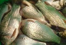 不分鱼情盲目打频率？费力不讨好，教你野钓怎样打频率才事半功倍