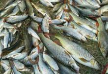 野河实战，总结战法，如何比同路钓友钓的多？