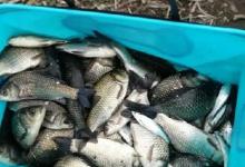 夏季野钓不能用腥饵？错！不但能用，选对之后效果翻倍