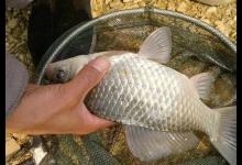 清明前后野钓鲫鱼，牢记4点“核心套路”，百战百胜，轻松爆护