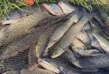 来自十年老钓手的经验：用紫菜做钓饵，频繁钓到大鱼，很爽