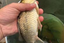 摸清水域的几种情况，比盲目作钓，鱼获更多