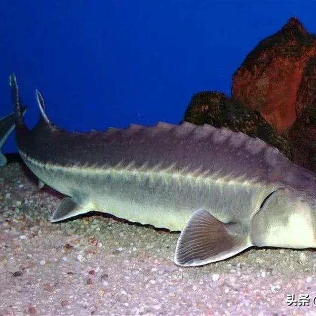 白鲟的绝迹,中华鲟的濒危,三峡,葛洲坝会是鱼类洄游的拦路虎吗