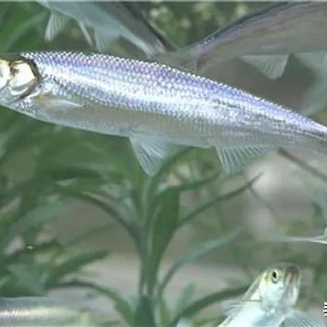 抗浪鱼有着"瑶池小精灵"的美名,独属于云南的特有鱼,很稀缺?