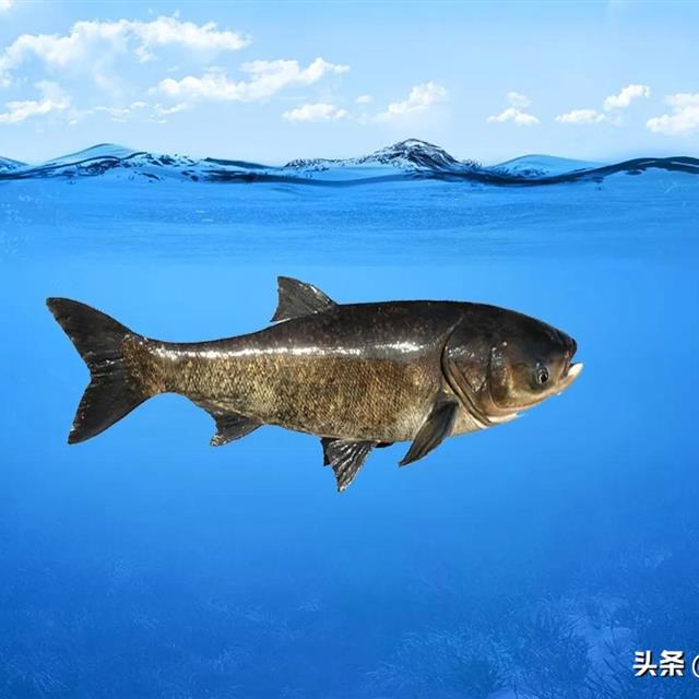 不是珍稀鱼种,但它却是首位严禁垂钓的鱼,鲢鳙的地位这么高?_钓鱼知识_爱钓鱼
