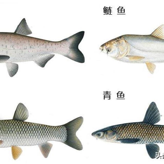 "四大家鱼"年产卵上百万枚,为啥越来越少?到底问题出在哪?
